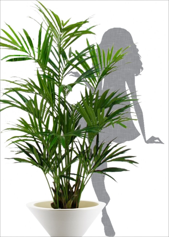 kentia-palm-lux-x-2-2