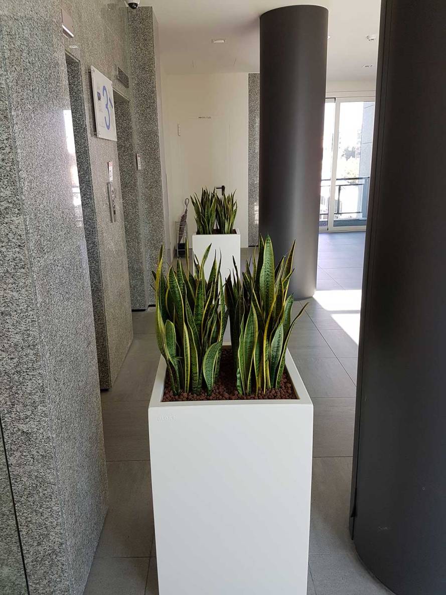 piante-artificiali-bmp-1