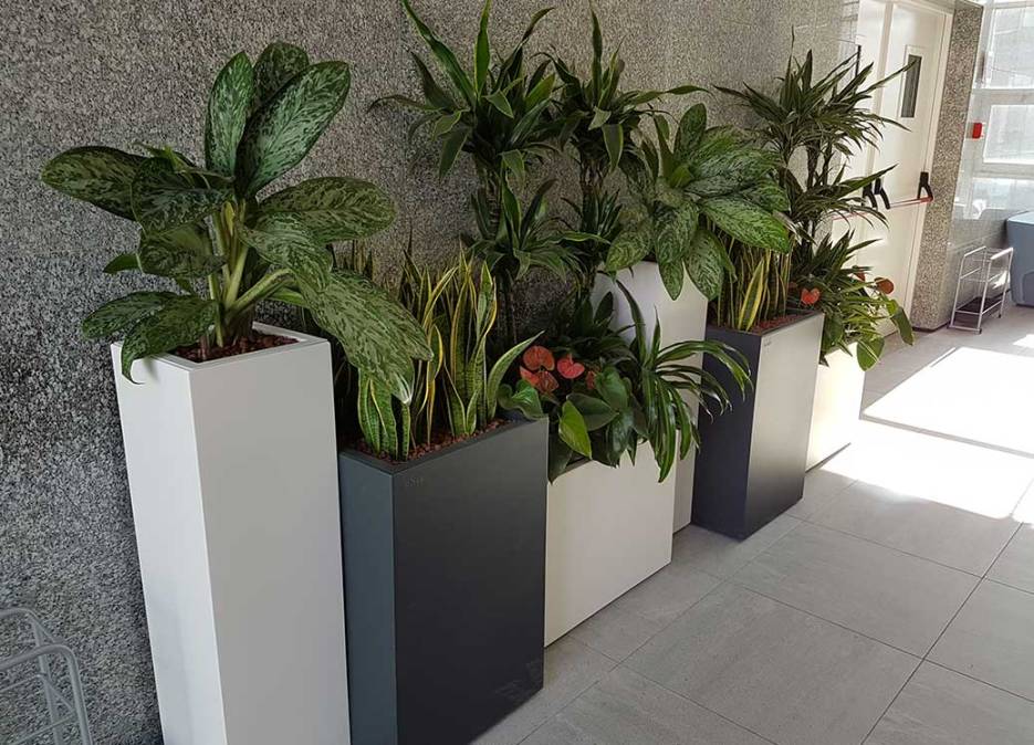 piante-artificiali-bmp