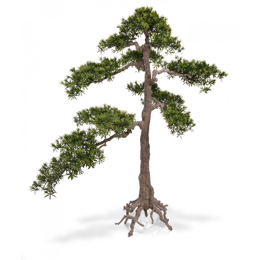 140019_podocarpus_bonsai_xl_175