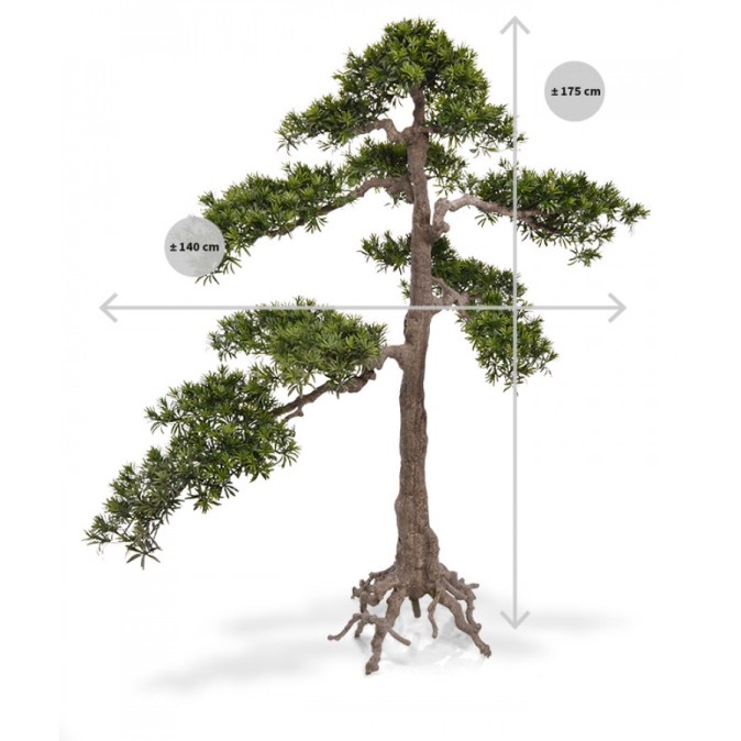 140019_podocarpus_bonsai_xl_175_maat-100