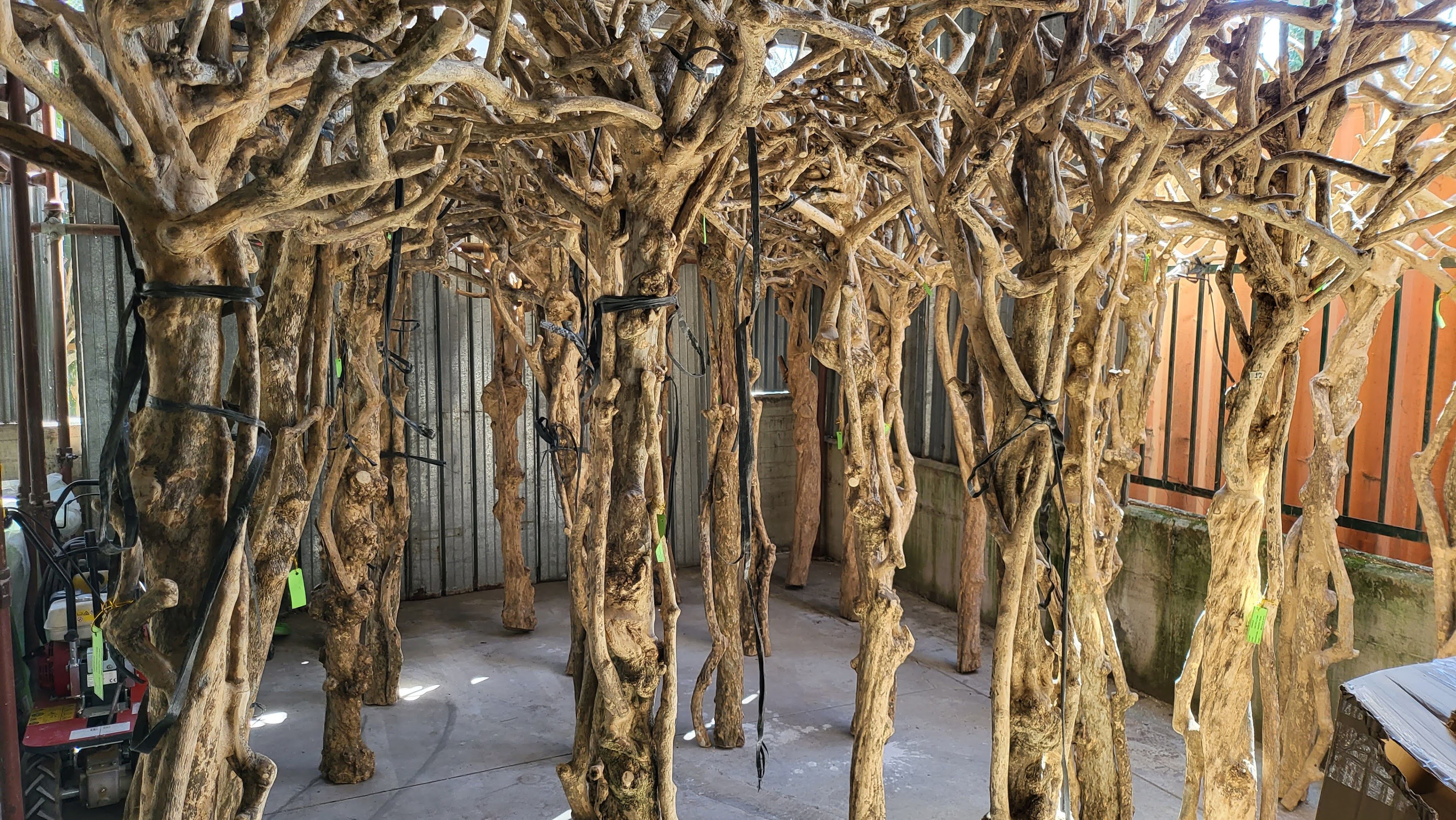 Dettaglio Tronco Naturale